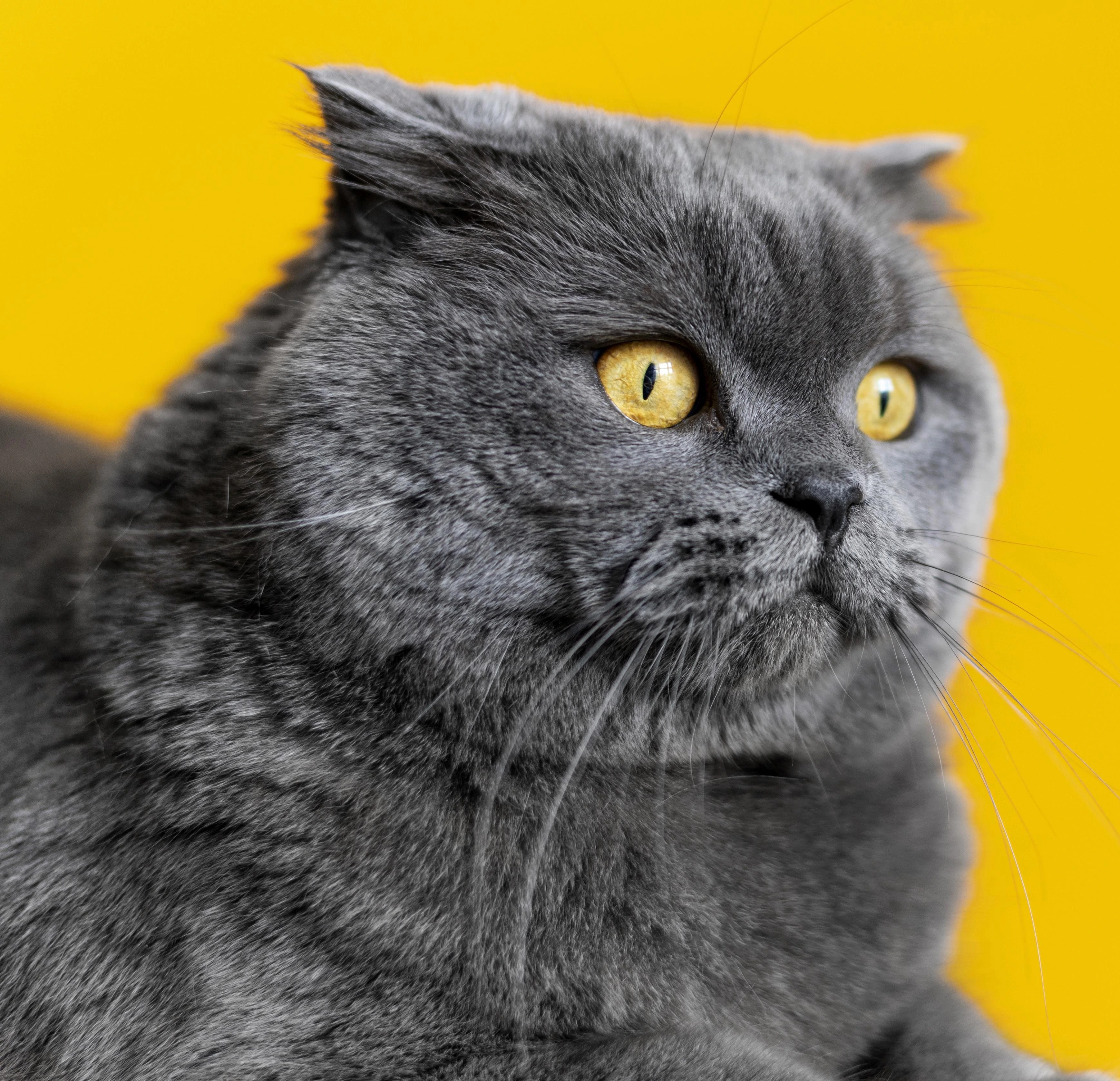 British Shorthair Cat