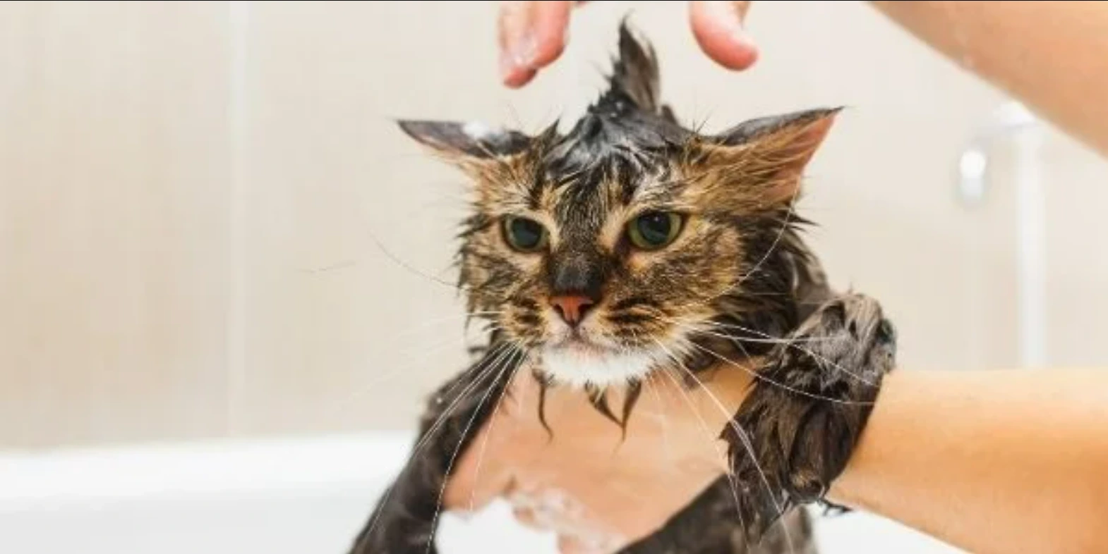 Wet Cat