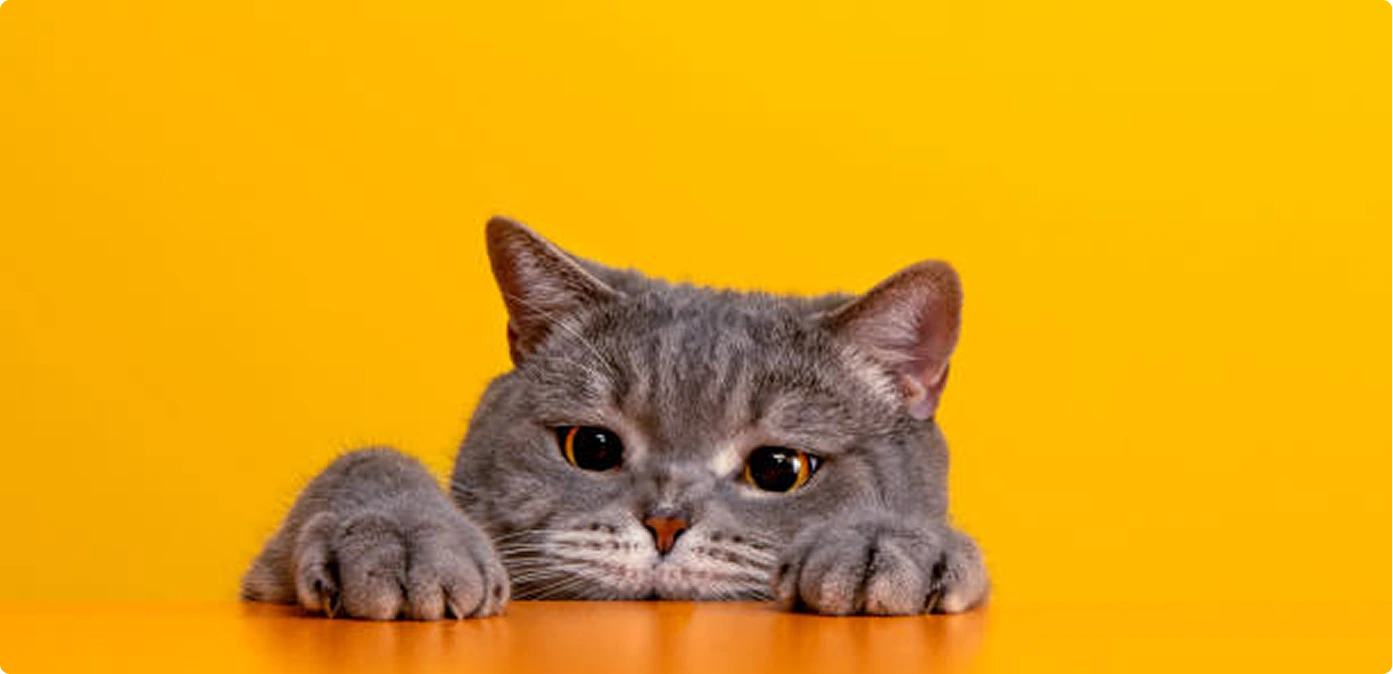 Cat Peeking