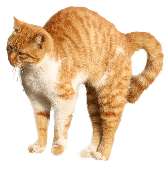 Standing Cat