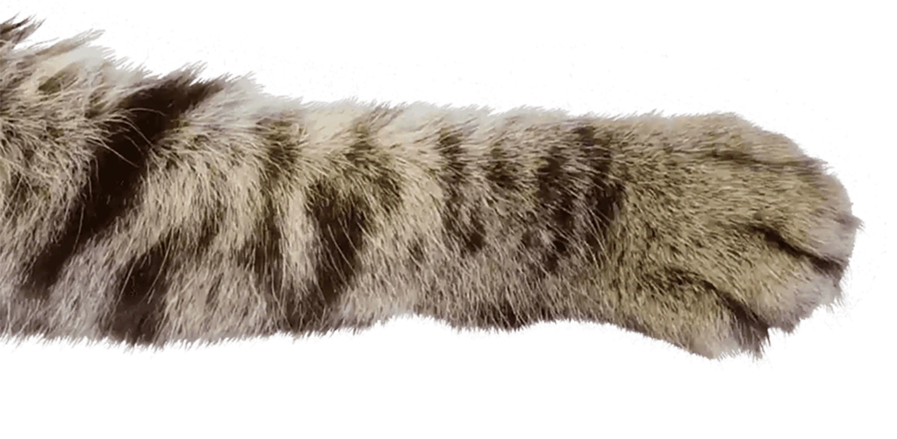 Cat Paw