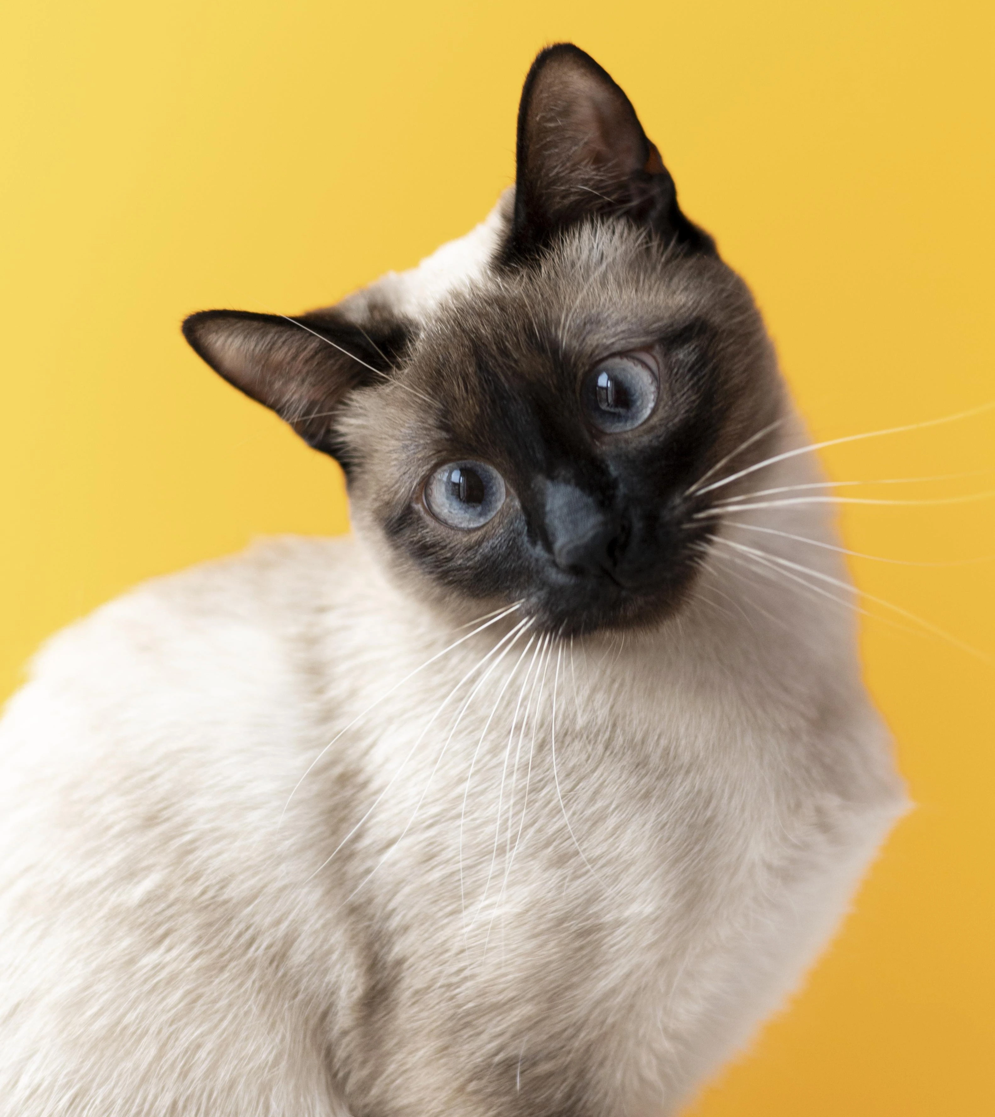 Siamese Cat