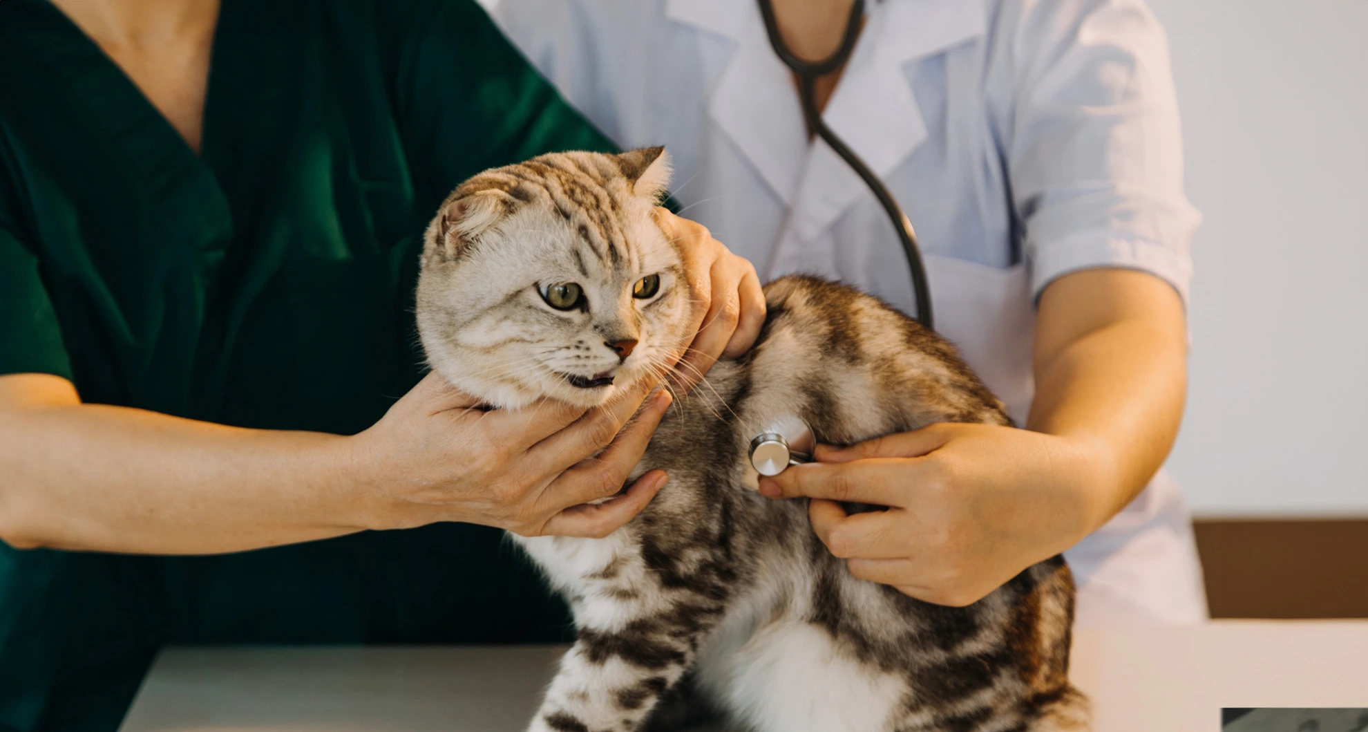 Vet Cat
