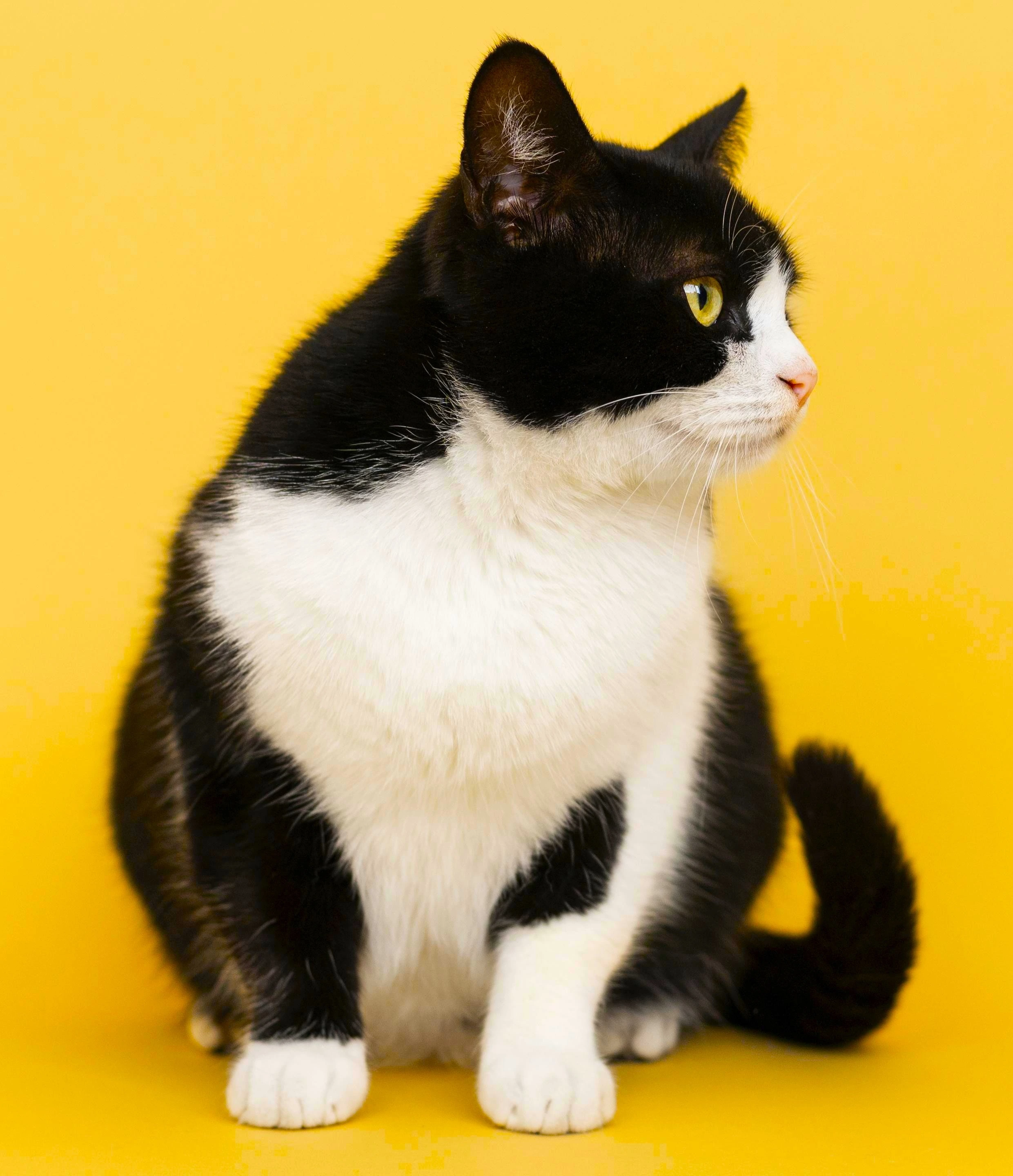 Tuxedo Cat